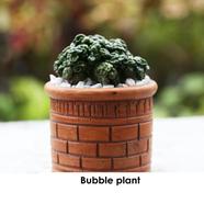 Brikkho Hat Bubble Plant Papos With 5 inch clay pot - 94