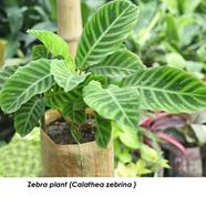 Brikkho Hat Calathea Zebrina Zebra Plant With 12 Inch Plastic Pot - 156