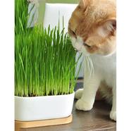 Cat Grass Seed 