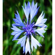 Centaurea Cornflower Seed 