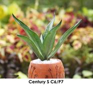 Brikkho Hat Century Plant With 10 Inch Plastic Pot - 114