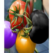 Cherry Tomato Seed 