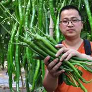 Chili Chang Long 56 (All year Round Planting ) icon
