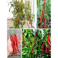 Chilli seeds Thunder Mountain Seed 