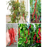 Chilli seeds Thunder Mountain Seed 