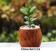 Brikkho Hat China Bot With 5 Inch Regular Clay Pot Medium - 343