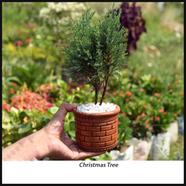 Brikkho Hat Christmas Indian Variant Thuja With 5 Inch Clay Pot - 120