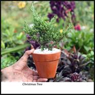 Brikkho Hat Christmas Tree With 5 Inch Clay Pot - 029