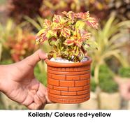 Brikkho Hat Coleus / Koilash Flower With 5 inch clay pot- Red-Yellow - 011