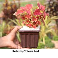 Brikkho Hat Coleus / Koilash Flower With 5 inch clay pot - Red - 029