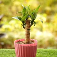 Brikkho Hat Corn Plant (Dracaena) - 525