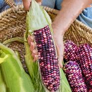 Corn, Ultra Violet Hybrid 5pcs Seeds