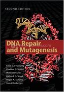 DNA Repair and Mutagenesis 