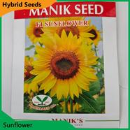 Deshi Flower Seeds- Sunflower