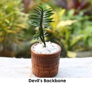 Brikkho Hat Devils Backbone Plant - 374