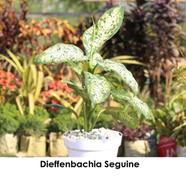 Brikkho Hat Dieffenbachia Seguine | Dumb Cane Large Size Plant - 465