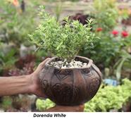 Brikkho Hat Dorenda green/ Fortune's spindle with hari tub - 131