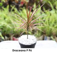 Brikkho Hat Dracaena Pink Strip Plant - 514