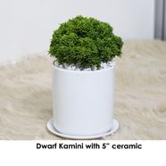 Brikkho Hat Dwarf Kamini Plant With Ceramic Pot (5 inch) - 308