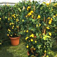 Dwarf Lemon Fruit Tree Seed 