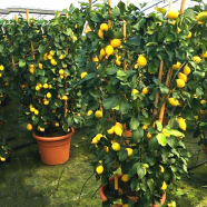 Dwarf Lemon Fruit Tree Seed 