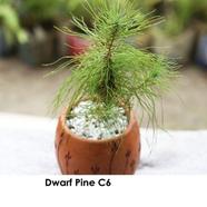 Brikkho Hat Dwarf Pine with Clay Pot (C6) - 394