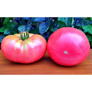 Earl Faux Seed 
