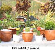 Brikkho Hat Elite set- 13 (China Bot, Kamini Bonsai, Moon Cactus, Spider, Fairy Castle Cactus) - 226