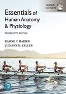 Essentials of Human Anatomy And Physiology