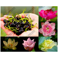 Exclusive Color Lotus Flower Seed 3 Pcs
