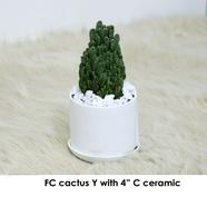 Brikkho Hat Fairy Castle Cactus With Ceramic - 309