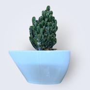 Brikkho Hat Fairy Castle Cactus with Special Ceramic Tub - 556