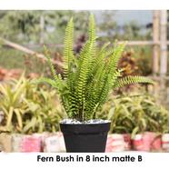 Brikkho Hat Fern Bush in 8 inch Matte Finish Pot - 264