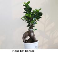 Brikkho Hat Ficus Bot Bonsai - 217