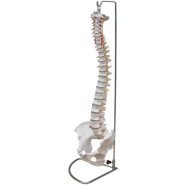 Flexible Human Spinal Column with Femur Vertebral Lumbar Curve Anatomical Model - 85 cm