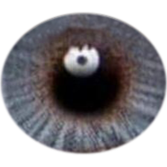 Freshlook Misty Gray Color Contact Lens - F21