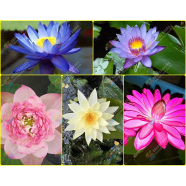Global Water Lily Bonsai Seeds (Lotus) Seeds
