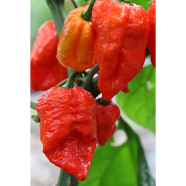 Golden Hills Farm hybrid Variety Bhut Jolokia Ghost Pepper Chilli