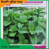 Green Spearmint Seeds