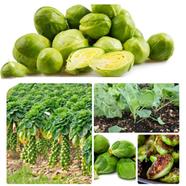 Growing Brussels Sprouts Seed 