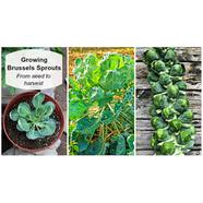 Growing-Brussels Sprouts Seed - Deep Green 