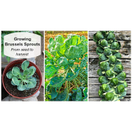 Growing-Brussels Sprouts Seed - Deep Green 