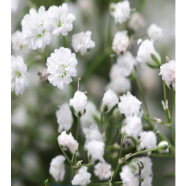 Gypsophila Paniculata White Seed 