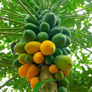 Hajari Papaya Seeds Hybrid