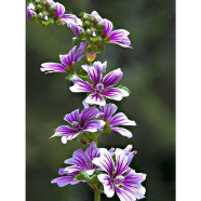 Hollyhock Seed 