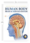 Human Body - Brain And Nervous System