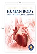 Human Body - Heart And Circulatory System