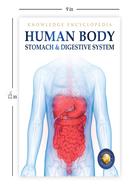 Human Body - Stomach And Digestive System