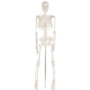 Human Skeleton Model For Anatomy Student - 34 Inches