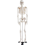 Human Skeleton Model for Anatomy Student - 17 Inch